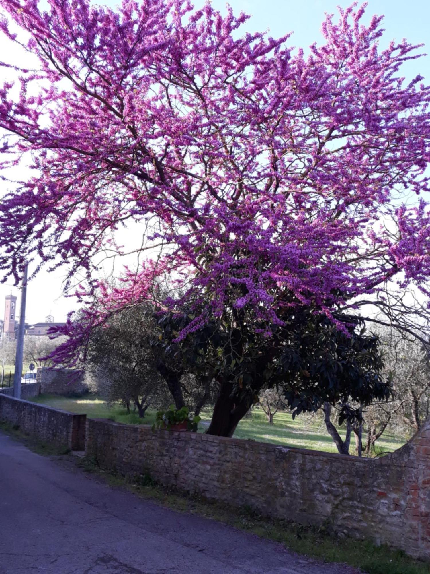 Fattoria Poggio Capponi Villa Montespertoli Eksteriør billede
